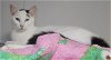 adoptable Cat in naples, FL named Kenley