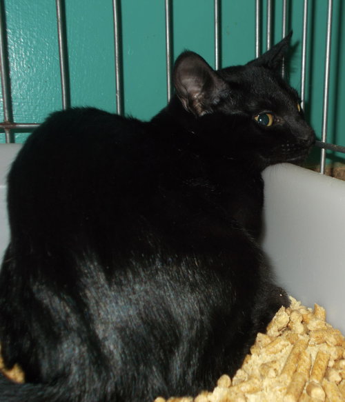 MURRAY - American Shorthair available for adoption