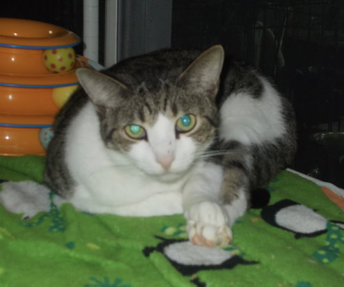 FRANCO - Tabby available for adoption