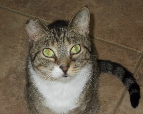 SLOOP - American Shorthair available for adoption