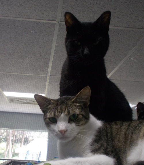HAROON - American Shorthair available for adoption