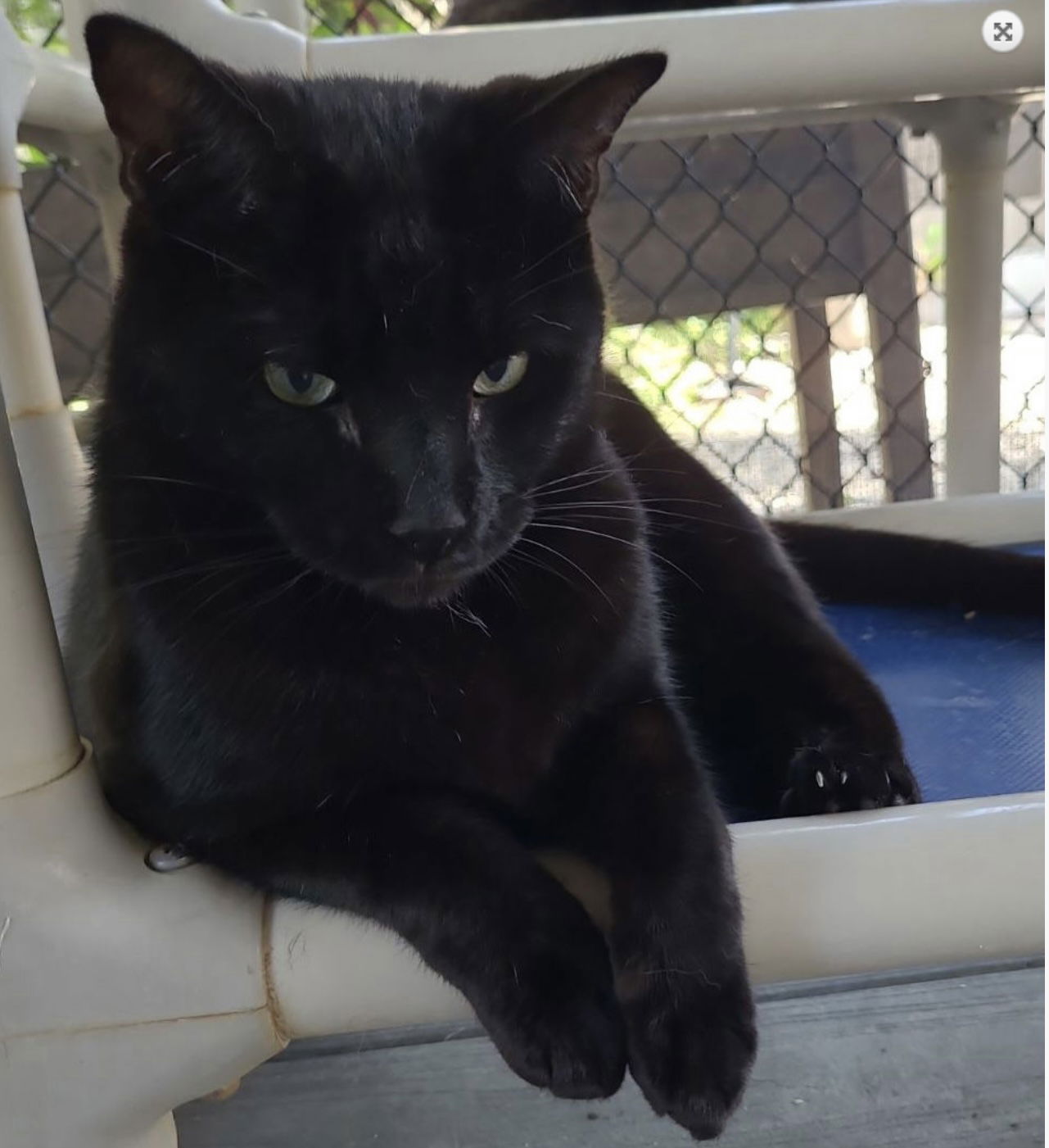 adoptable Cat in Naples, FL named Haroon