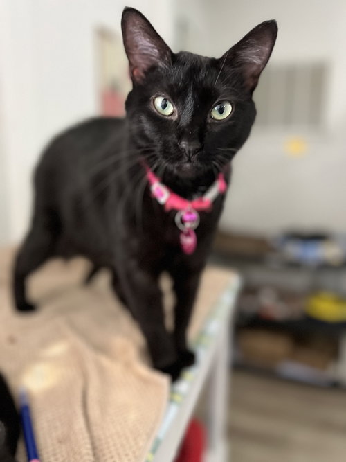 DAHLIA - Domestic Short Hair available for adoption