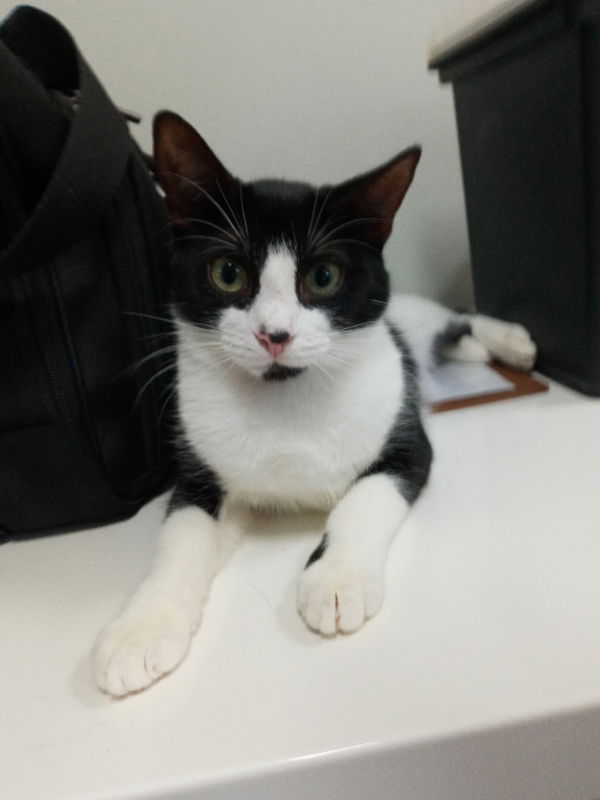 adoptable Cat in Naples, FL named Snap Dragon