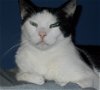 adoptable Cat in naples, FL named White Face