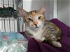 adoptable Cat in naples, FL named Star Dancer