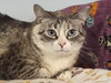Cloudpaw - Photo 3