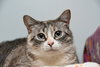 Cloudpaw - Photo 1