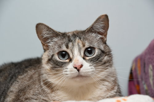 CLOUDPAW - Siamese available for adoption