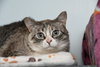 Cloudpaw - Photo 2