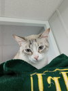 Cloudpaw - Photo 4