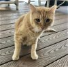 adoptable Cat in naples, FL named Alistair