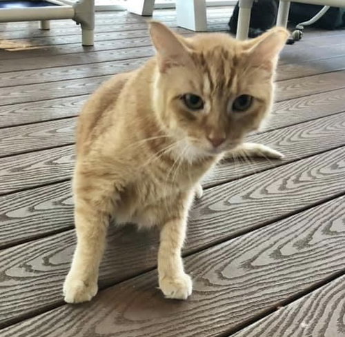 ALISTAIR - American Shorthair available for adoption