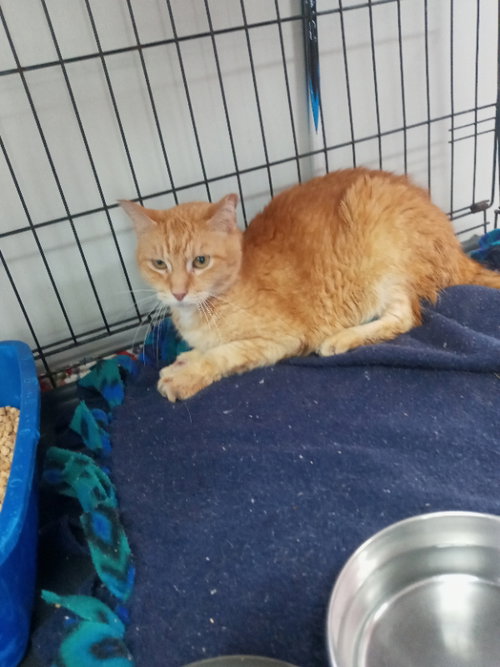 ALISTAIR - American Shorthair available for adoption