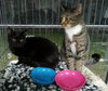 Luna - Photo 3