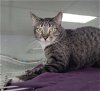 adoptable Cat in naples, FL named Jasper