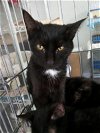 adoptable Cat in naples, FL named Lady Sylvanas