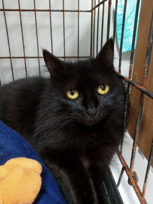NOIR - Domestic Long Hair available for adoption