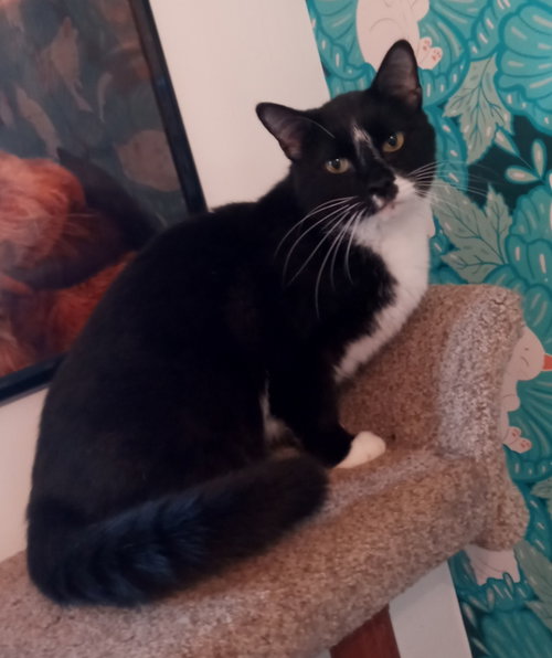 TED - American Shorthair available for adoption