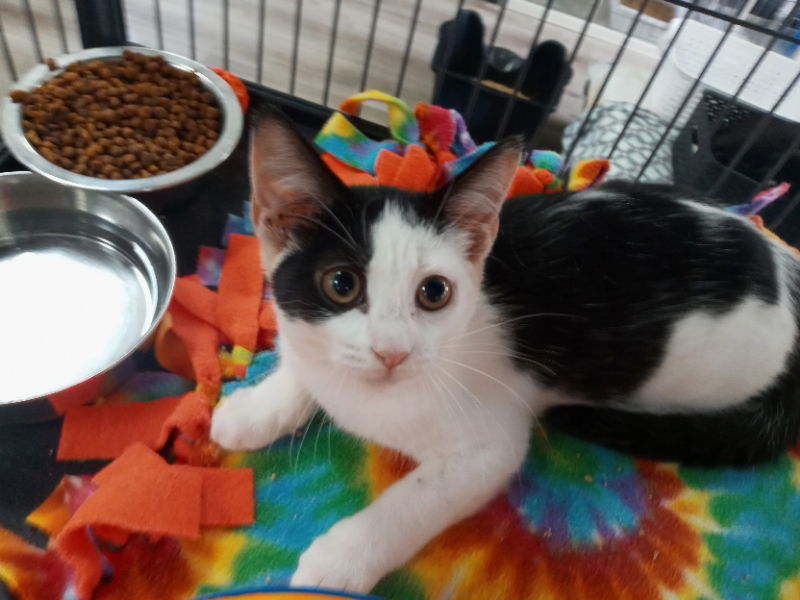 adoptable Cat in Naples, FL named Penny