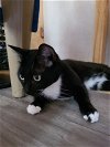 adoptable Cat in naples, FL named Trinket