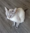 adoptable Cat in naples, FL named Sister Shell