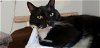 adoptable Cat in naples, FL named Leonardo