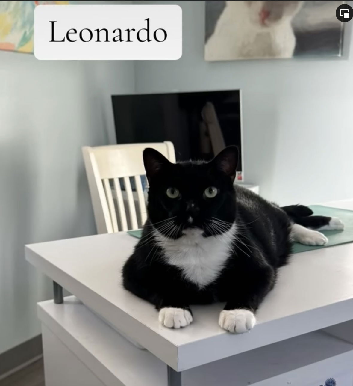 adoptable Cat in Naples, FL named Leonardo