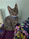 adoptable Cat in naples, FL named Winky