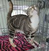 Lola - Photo 3