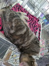 Lola - Photo 4