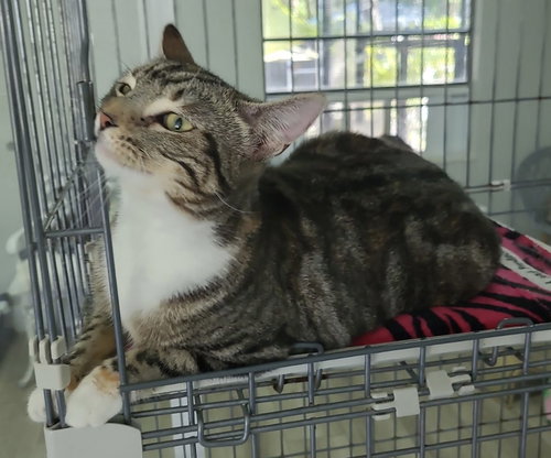 LOLA - American Shorthair available for adoption