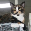 adoptable Cat in  named Opal