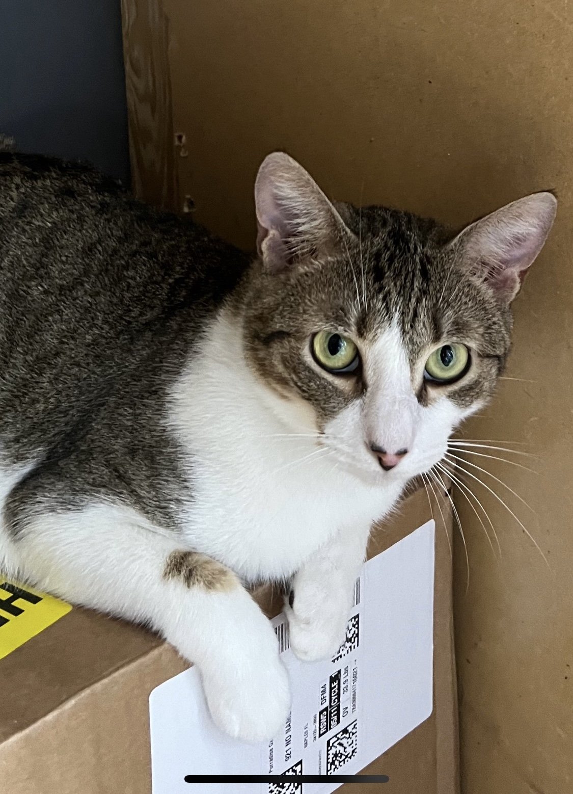 adoptable Cat in Naples, FL named Meorpheus