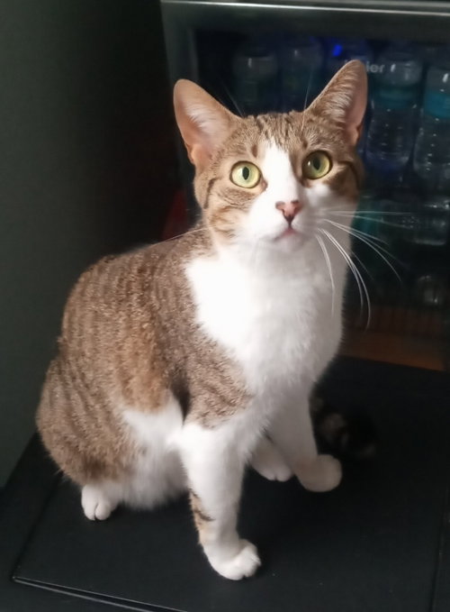 MEORPHEUS - American Shorthair available for adoption