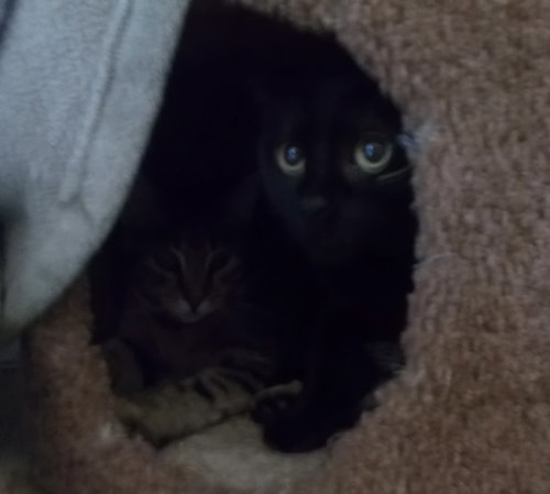 MAGIC - American Shorthair available for adoption