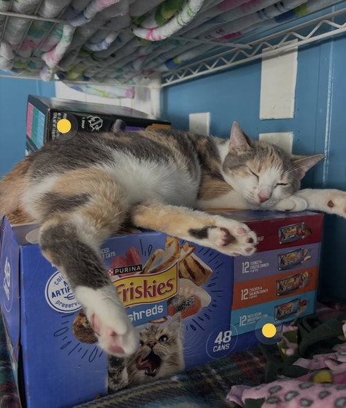 LILLIE - American Shorthair available for adoption