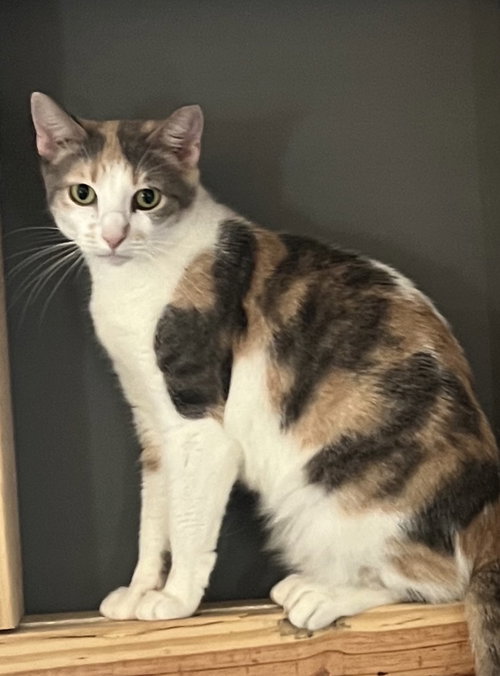 LILLIE - American Shorthair available for adoption