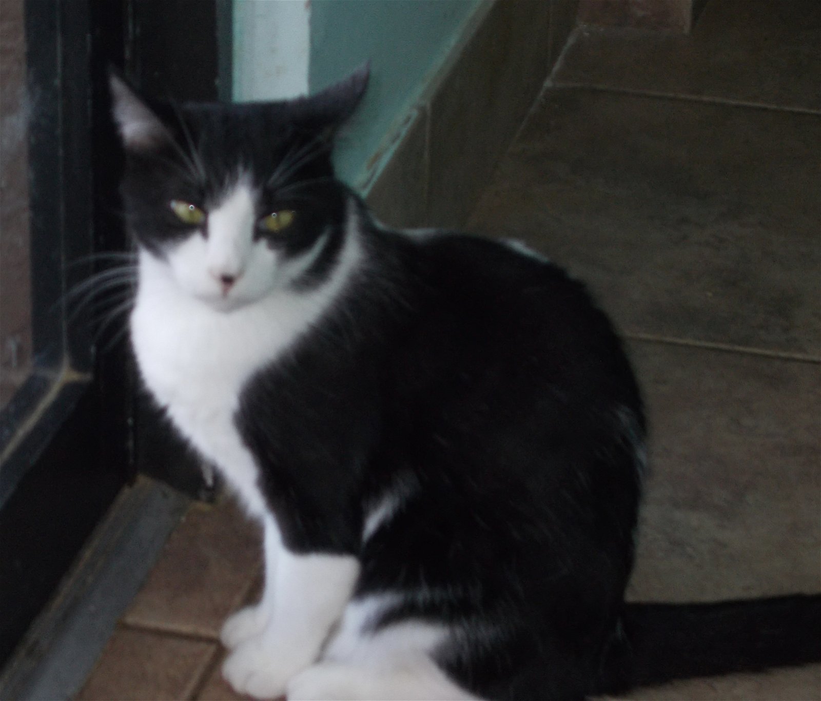 adoptable Cat in Naples, FL named Mr. Jones