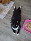 adoptable Cat in naples, FL named Donatello