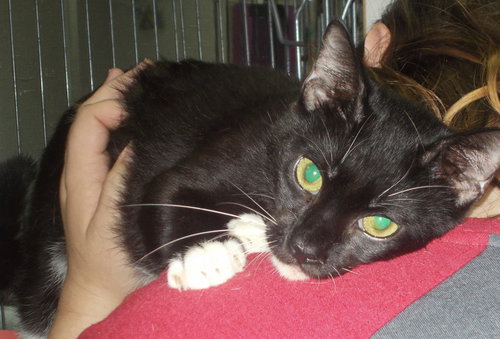FIG - American Shorthair available for adoption
