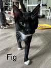 Fig - Photo 3