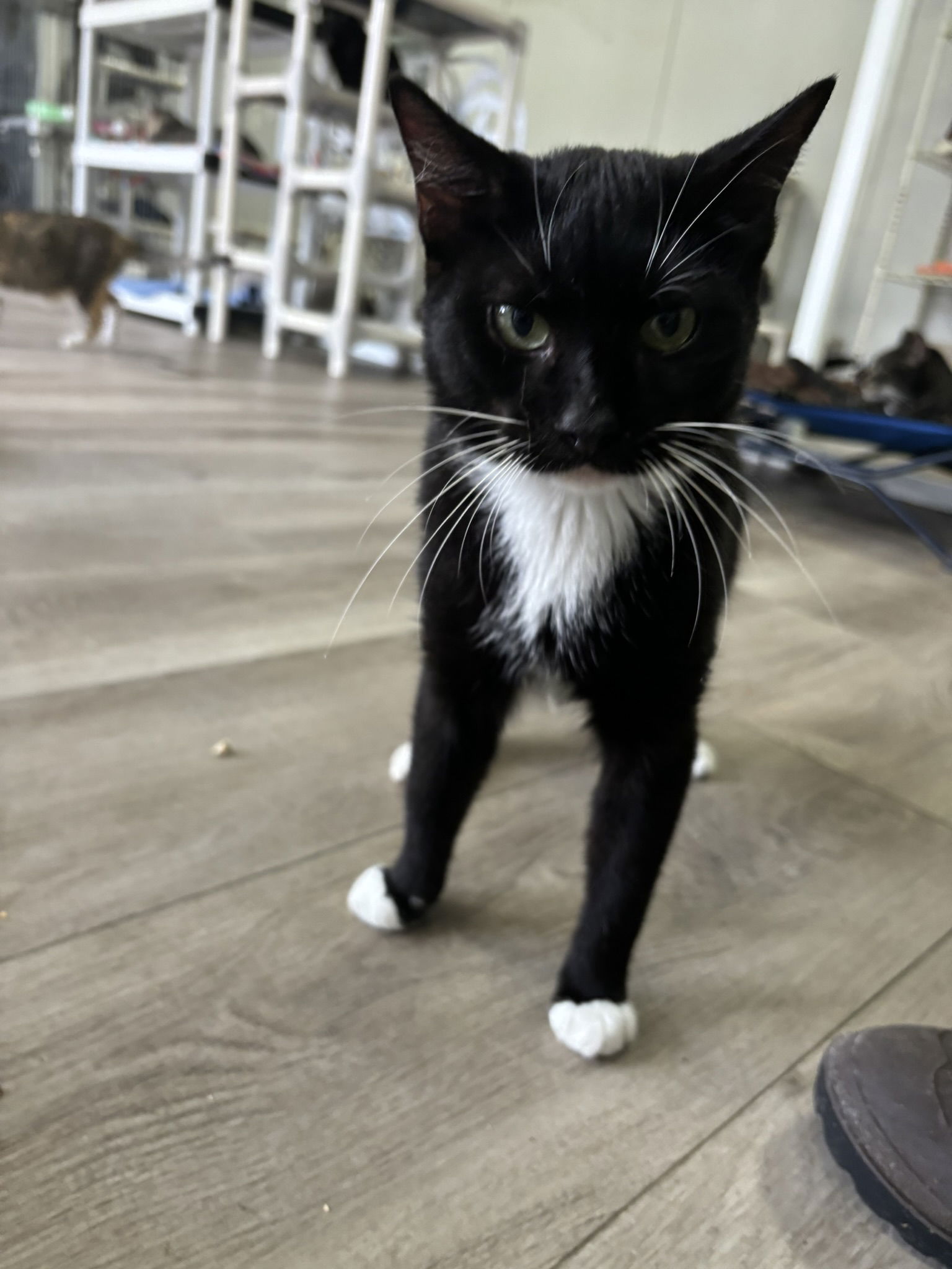 adoptable Cat in Naples, FL named Fig
