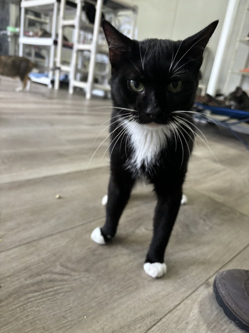 FIG - American Shorthair available for adoption