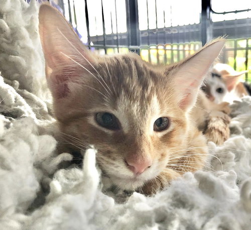 GINGER SNAP - American Shorthair available for adoption
