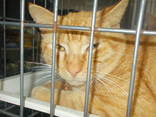 DUKE DARRAUGH - American Shorthair available for adoption