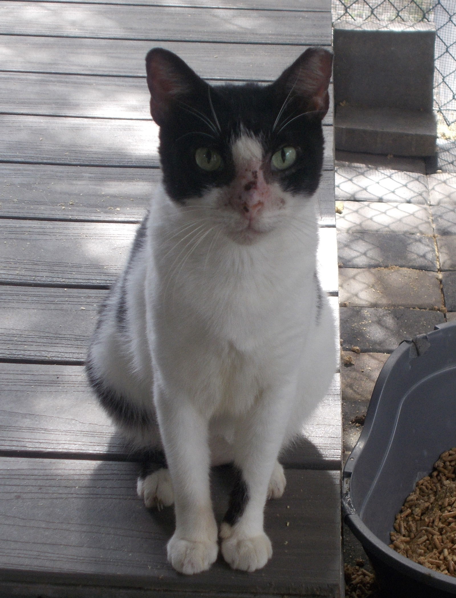 adoptable Cat in Naples, FL named Quito / Blanco