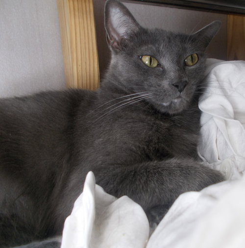 Arianna, an adoptable Russian Blue in Naples, FL