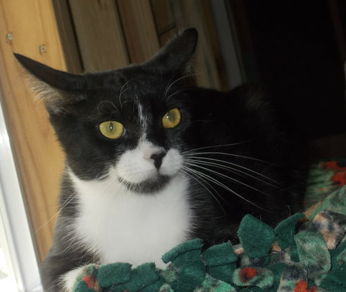 CARLA - Tuxedo available for adoption