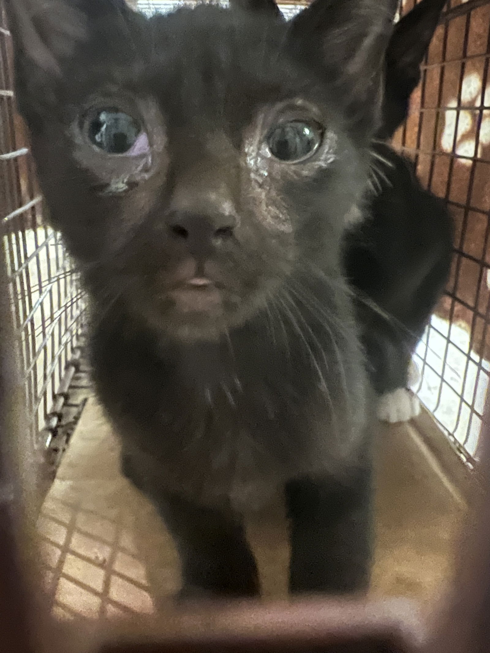 adoptable Cat in Naples, FL named Storm